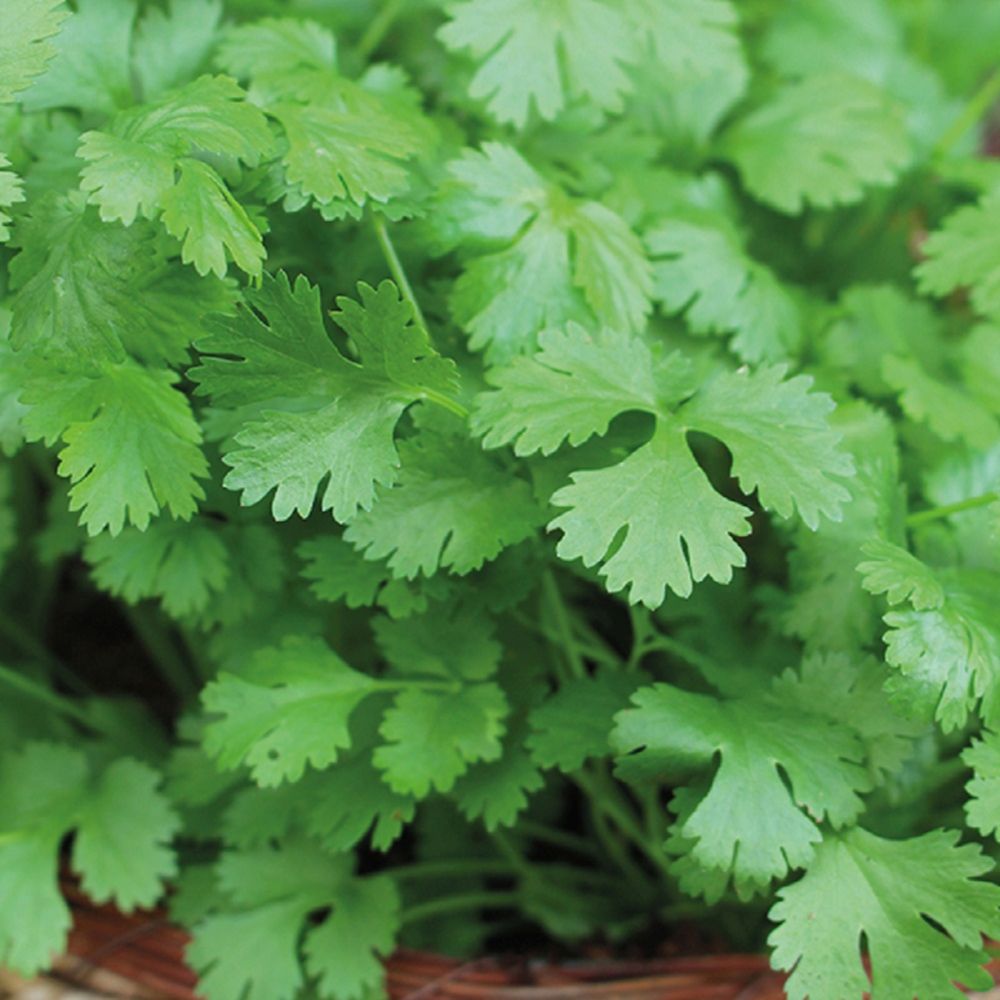 Coriander For Seed